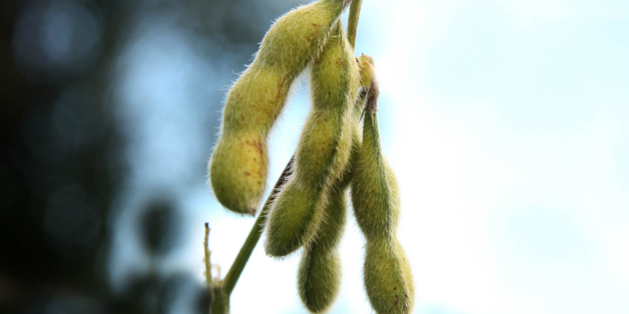 260416brazilsoybean-2000x1000b